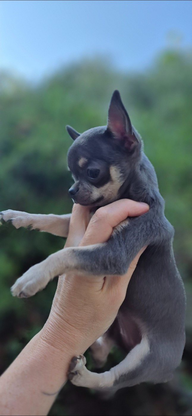 Athena Angel Of Alba